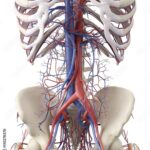 L’Anatomia Complessa e Variabile del Tronco di Henle: Una Scoperta Centenaria: a cura del Dott. Vincenzo James Greco, CdC Villa dei Gerani Vibo Valentia